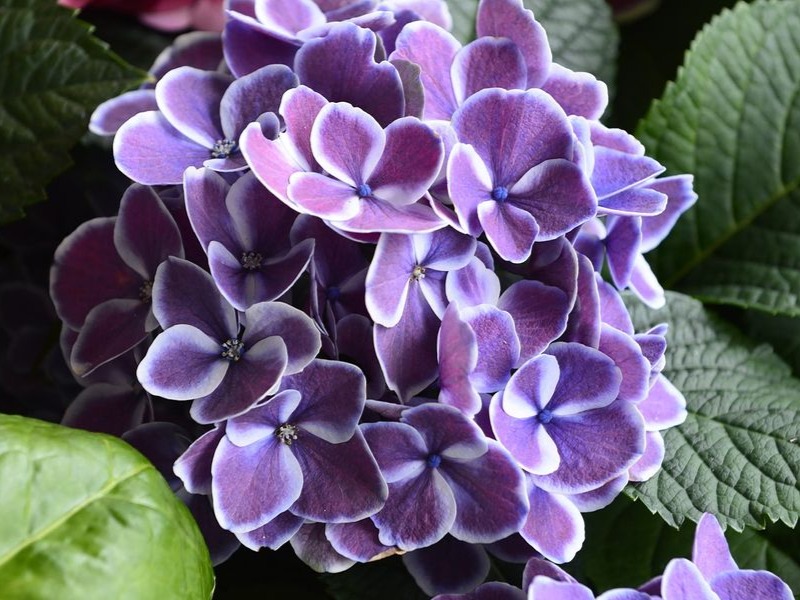 hortenzija cvet