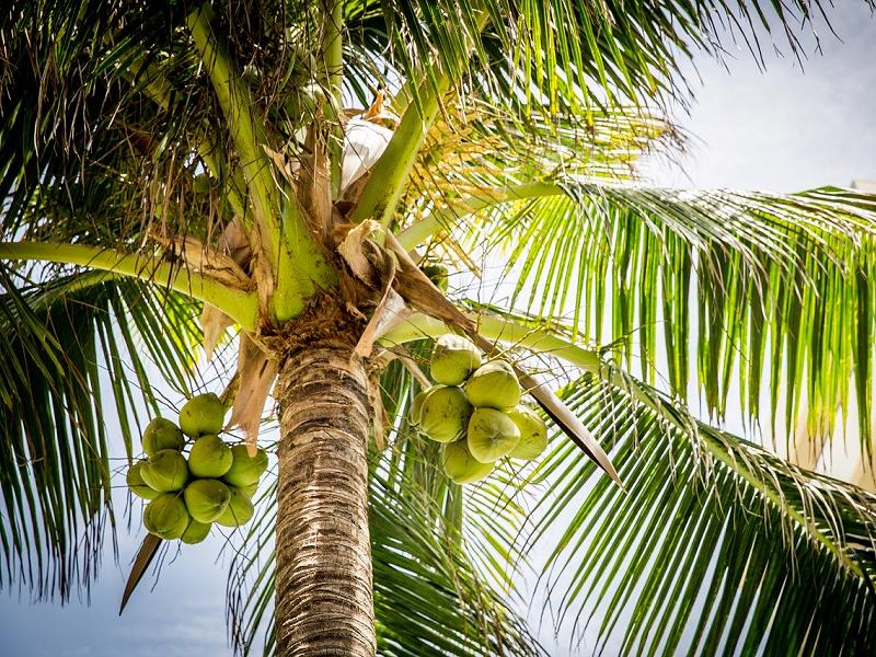 kokosova palma